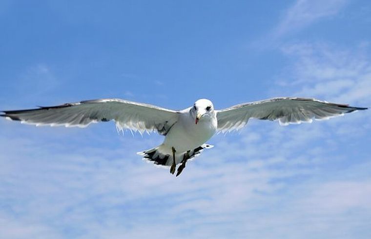 seagull-1684041__340